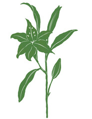 White lily floral illustration