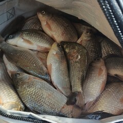 fresh fish on ice freshly caught large wild eco-friendly delicious fish in a bucket photo image