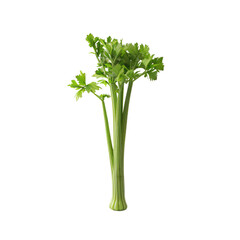Photo of celery isolated on transparent background