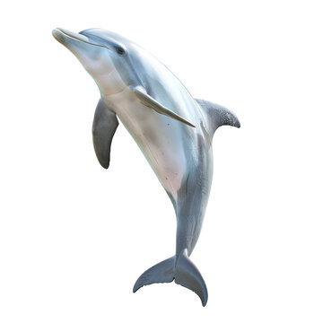 Photo of dolphin isolated on transparent background