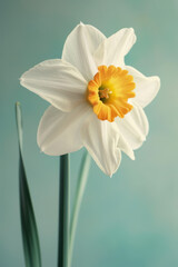 White daffodil flower soft elegant vertical background, card template