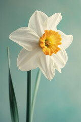 White daffodil flower soft elegant vertical background, card template © Ema