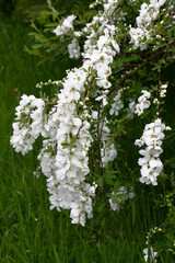 The end of spring in a decorative garden. Cloudy rainy weather. The hung exochorda branches in smart white flowers. In total in water drops.