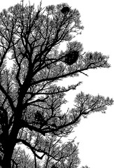 ramas, arboles, siluetas, vegetacion, roble, bosque, paisaje, vector, hojas, abstracto, sauce, tronco, malesa, pegatina, follaje