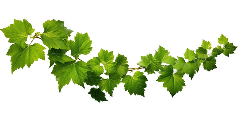 ivy grape bush branch png isolated on a white or transparent background, graphic resource, green plant foliage, summer decoration