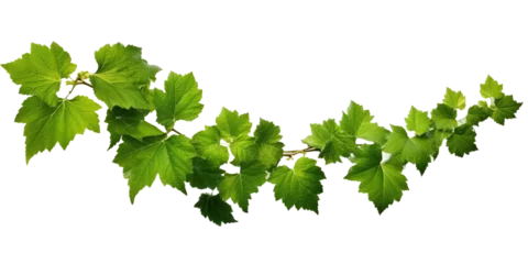 Foto op Canvas ivy grape bush branch png isolated on a white or transparent background, graphic resource, green plant foliage, summer decoration © Alan
