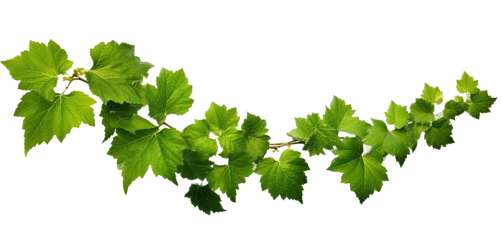 ivy grape bush branch png isolated on a white or transparent background, graphic resource, green plant foliage, summer decoration