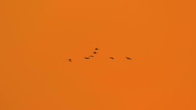 Flock of migratory heron birds soaring across golden orange tropical clear sky