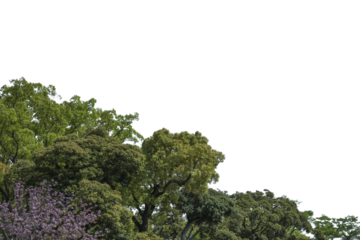 広葉樹の木の葉　森と林の木