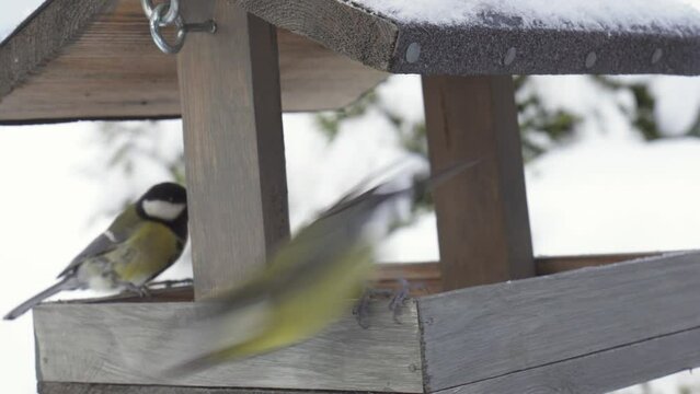 Blue And Great Tit Birds In Snow-Covered Wooden House Feeder. Close-Up Shot