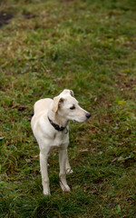 A white dog, a cheerful dog waiting for its owner