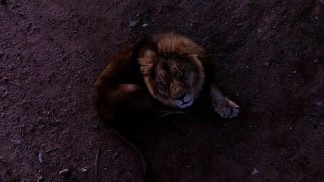 lion aerial at night time close overhead