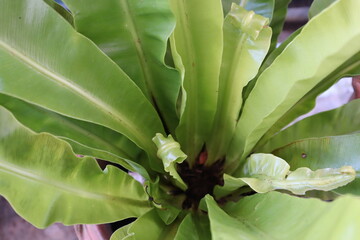 Close up of a fern in a pot