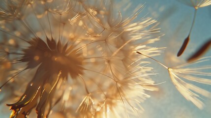 Close-up of a dandelion's stamen in the air on a sunny day with extreme depth of field.