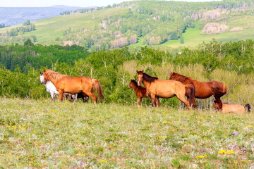 beautiful brown horses graze on a meadow in the mountains of the Southern Urals on a spring day