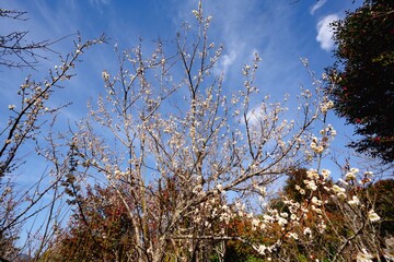るるパークのロウバイ
