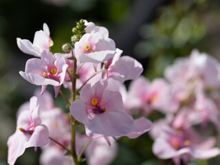 Fototapeta na wymiar 優しい桃色のディアスキアの花が咲く