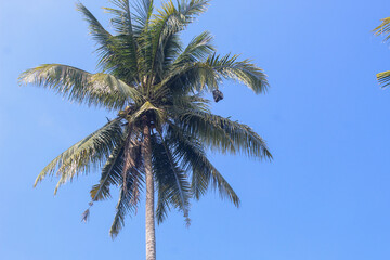 blue sky and coconut trees bearing fruit