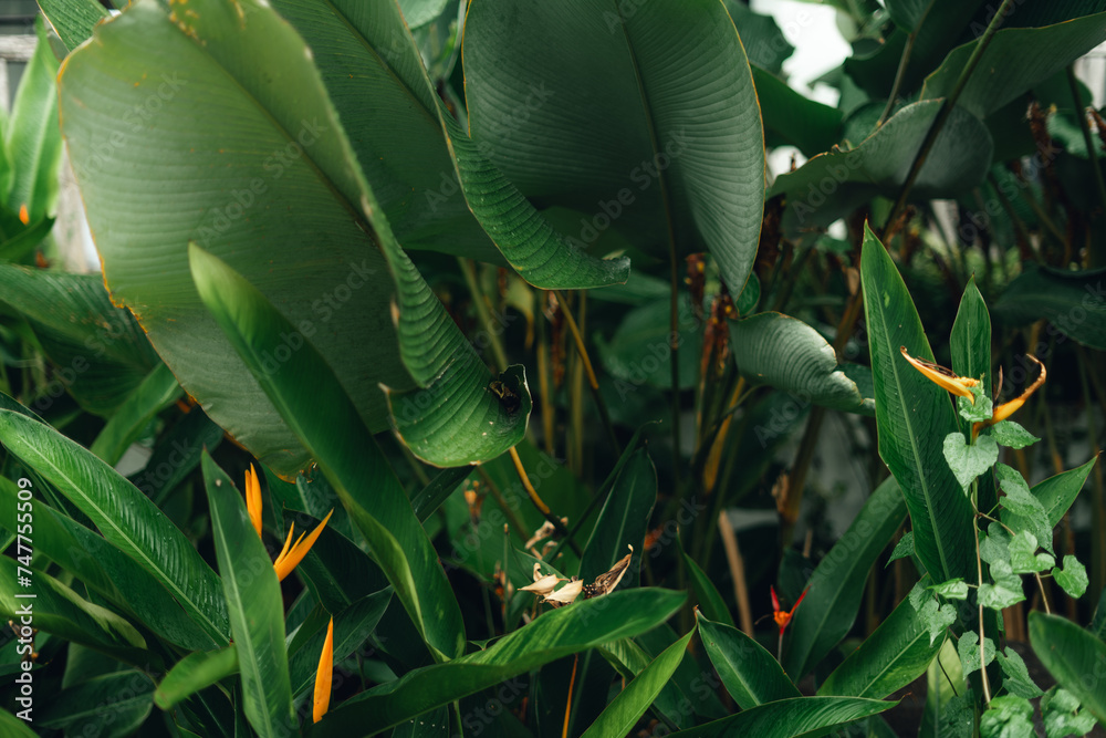 Wall mural Leaves in the tropical garden after the rain