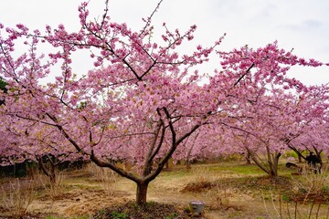 大神の河津桜