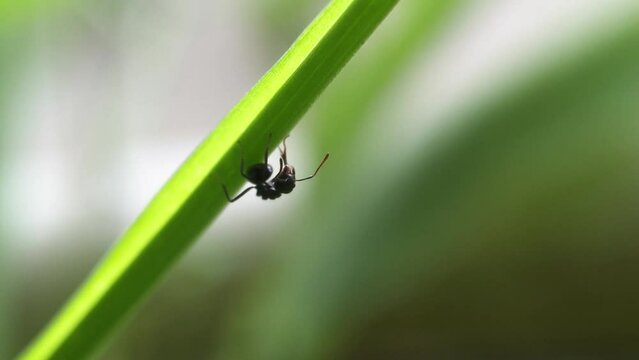 close up of a fruit fly (Bactrocera) attached to a leaf