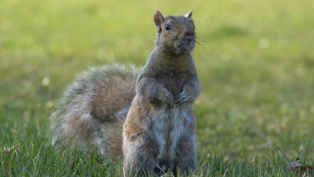 Cute grey squirrel
