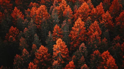 Draagtas temperate deciduous forest, Autumn forest orange red ancient forest and pine carpet oak beech maple tree willow mysterious colorful leaves trees nature changing seasons landscape Top view background © Sittipol 