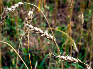 ears of mature wheat at the edge of the field - 747758783