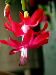 Blooming Christmas cactus in a pot on the windowsill, macro - 747758947