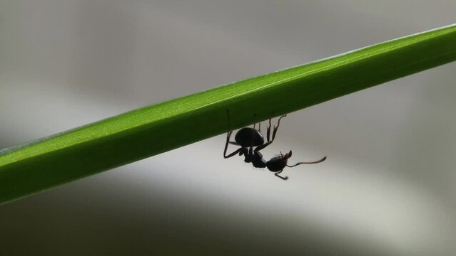 close up of a fruit fly (Bactrocera) attached to a leaf