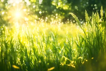 Foto op Canvas Abstract nature bokeh background with copyspace. Meadow grass and plants closeup in sunlight © MISHAL