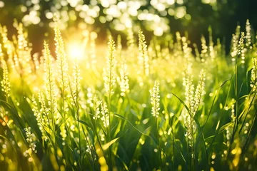 Foto op Canvas Abstract nature bokeh background with copyspace. Meadow grass and plants closeup in sunlight © MISHAL