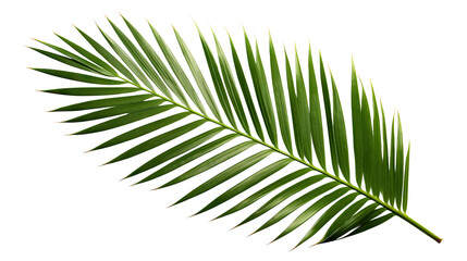 Obraz premium Tropical green palm leaf cut out
