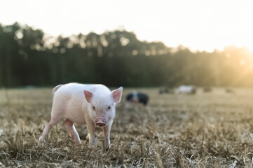 miniature pig in farm