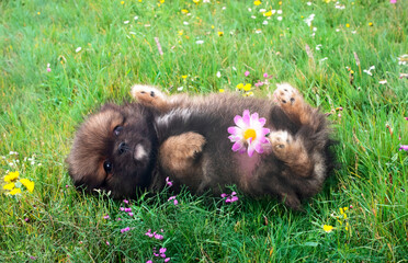 puppy pomeranian in grass