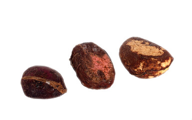 kola nuts in studio