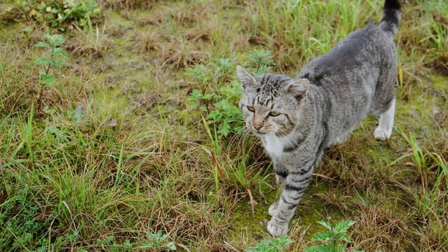 Stray tabby cat is licking his mouth. Looking at camera. Behavior of domestic pet walking outdoor on green grass. Homeless animal wants care and love. Fed cat