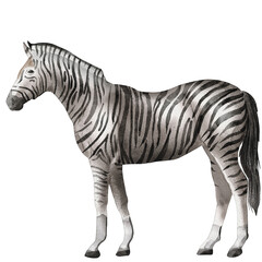 watercolor zebra painting clip art, animal wildlife illustration png