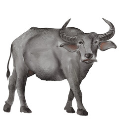 watercolor buffalo painting clip art, animal wildlife illustration png