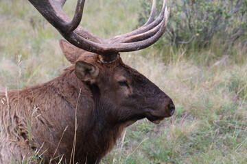 Closeup Of A Bull Elk, Jasper National Park, Alberta