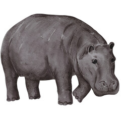 Obraz premium watercolor hippo painting clip art, animal wildlife illustration png