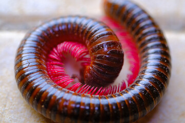 Animal Photography. Animal Closeup. Macro photo of a millipede curling up part of its body. Millipedes curl their bodies as a form of self-defense method. Shot with a macro lens