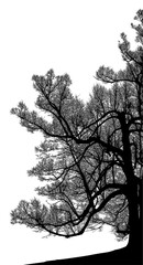 ramas, arboles, siluetas, vegetacion, roble, bosque, paisaje, vector, hojas, abstracto, sauce, tronco, malesa, pegatina