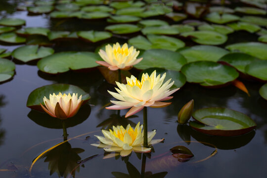 Beautiful water lily. Lotus flower with green leaves