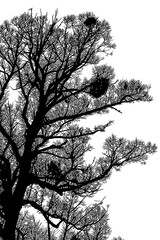 ramas, arboles, siluetas, vegetacion, roble, bosque, paisaje, vector, hojas, abstracto, sauce, tronco, malesa, pegatina