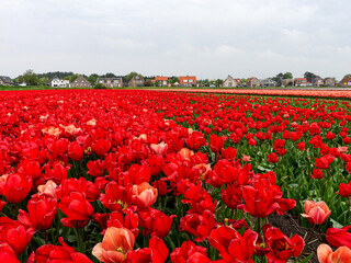 Close-up of red tulips (tulipa) on a field in the Netherlands with tiny houses houses in the background