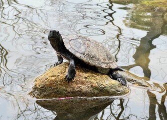 Sun bathing turtle 