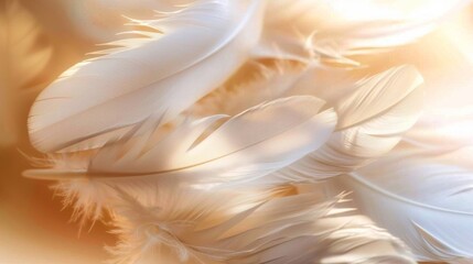 Detailed view of delicate white feathers arranged on a flat surface