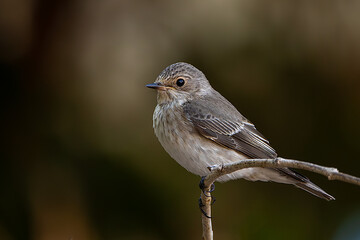 Spotted Flycatcher