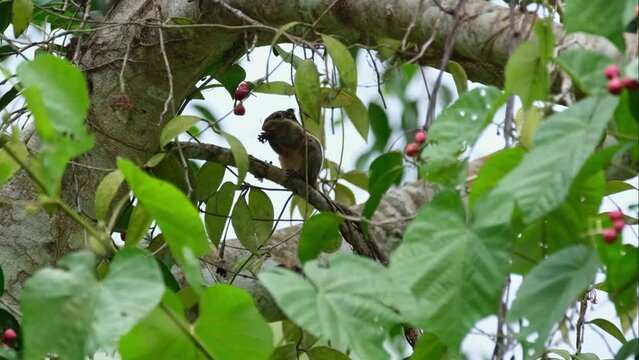 Seen through the foliage eating some fruits while the camera zooms out, Burmese Striped Squirrel Tamiops mcclellandii, Thailand